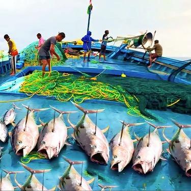 渔村海产品自产自销