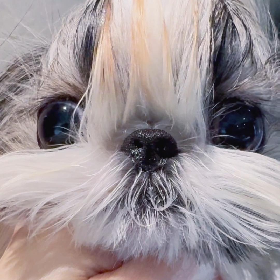 大大的西施💗