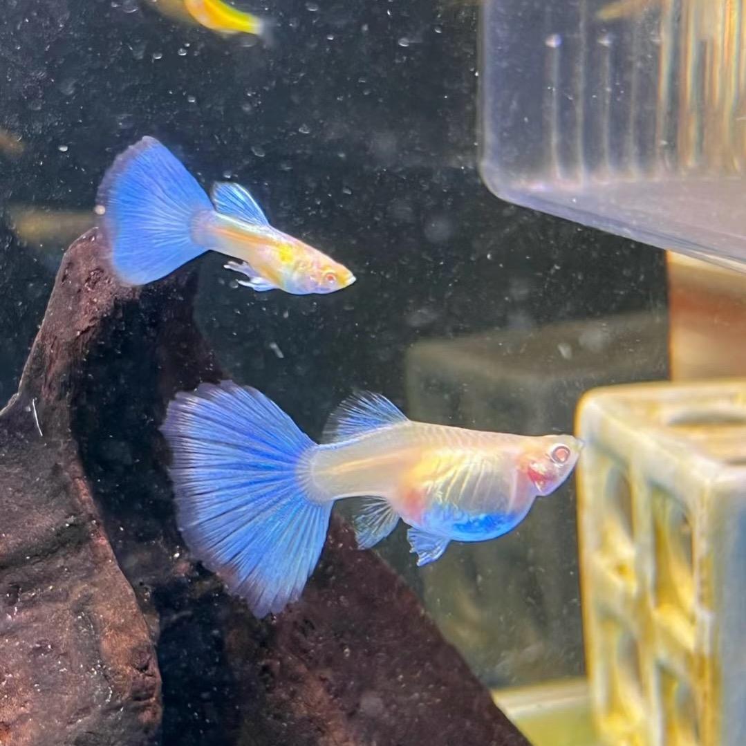 悦己（碎片时间养鱼）