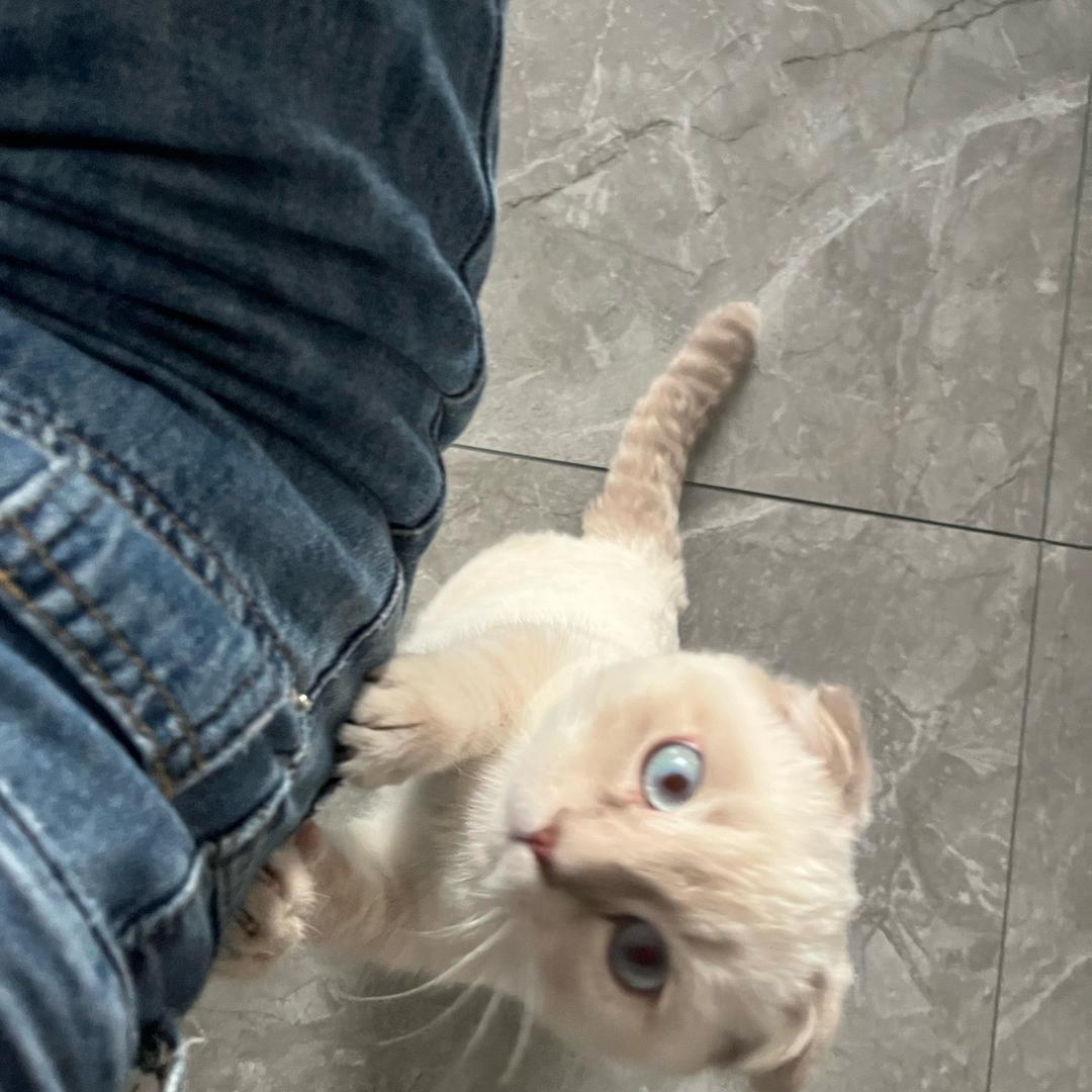 孙小六是只折耳