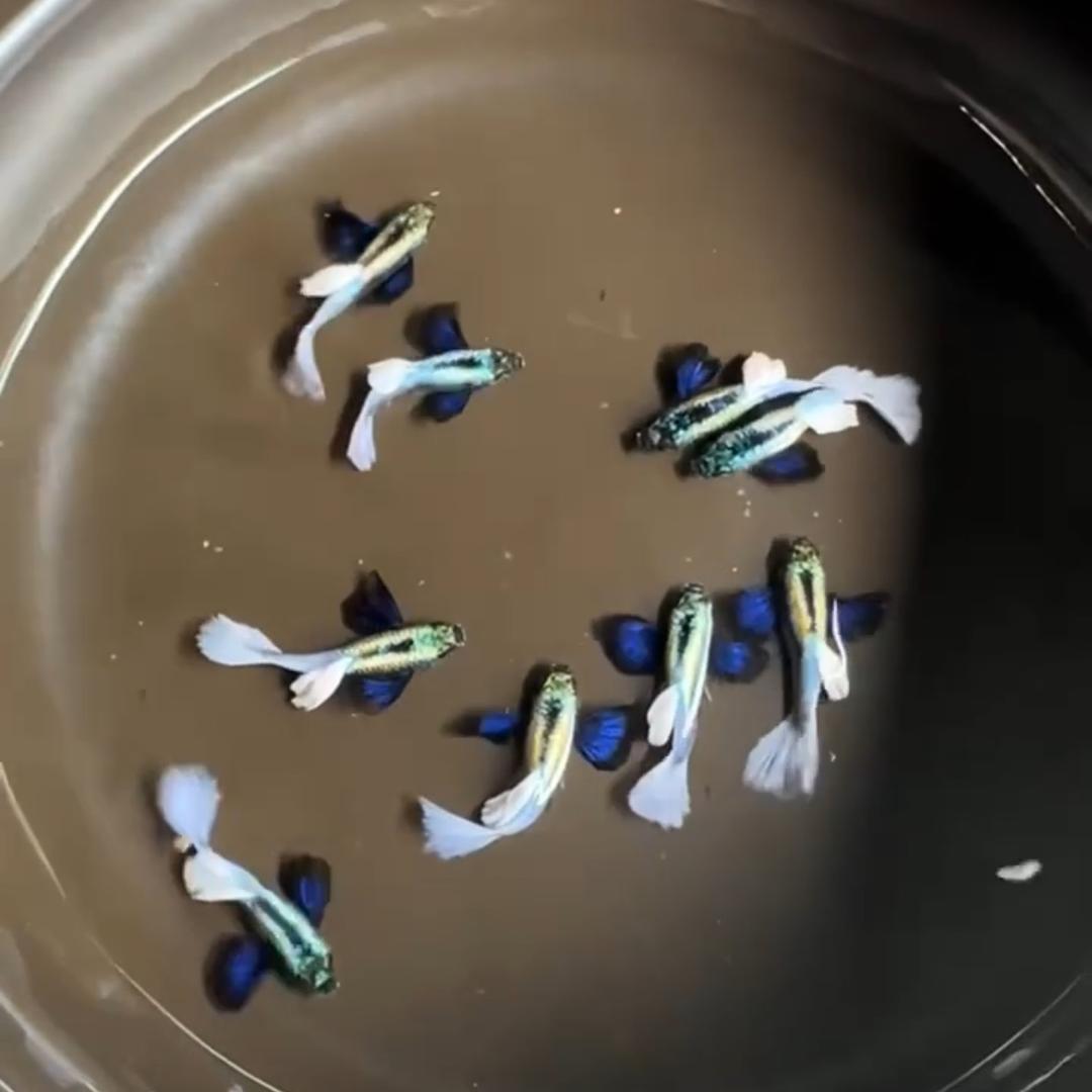 阿奇越南孔雀鱼（玛丽鱼）