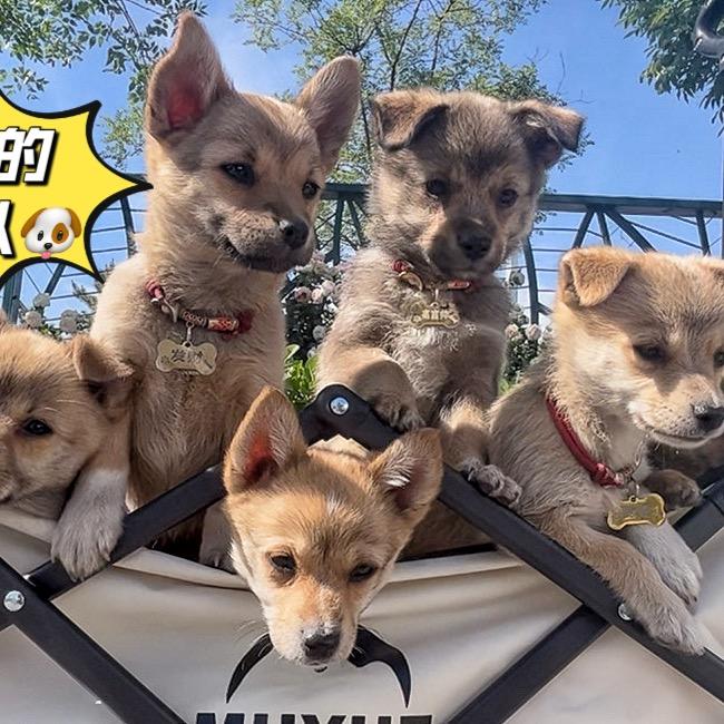 小鱼的汪汪队🐶