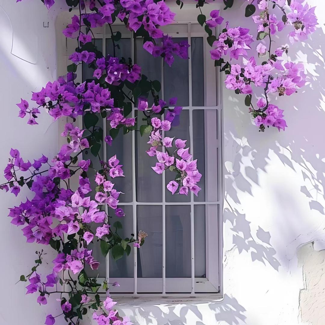 囍欢三角梅花卉