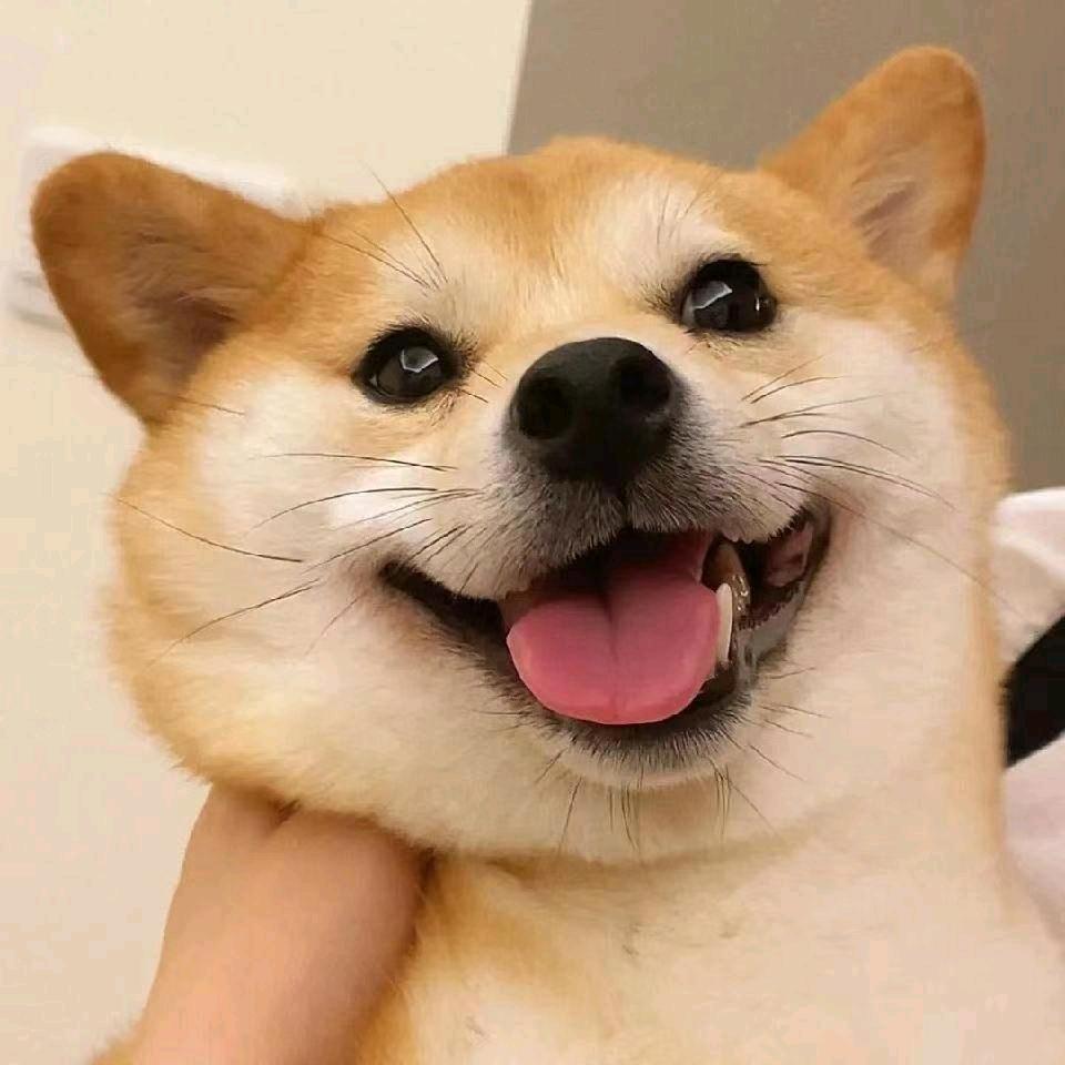 不拆家二哈