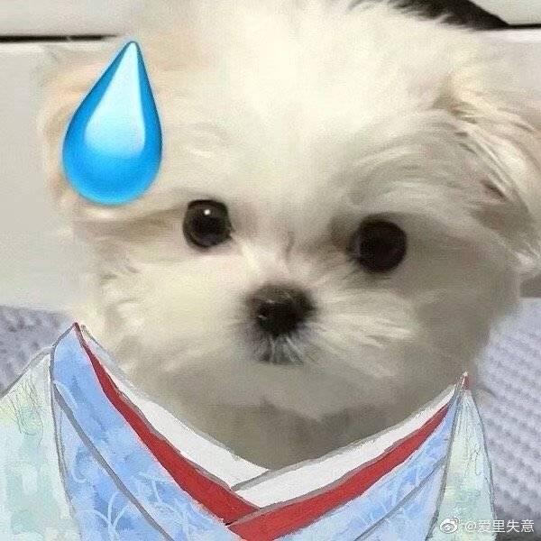 煤气罐罐铲屎官（一猫一狗版）