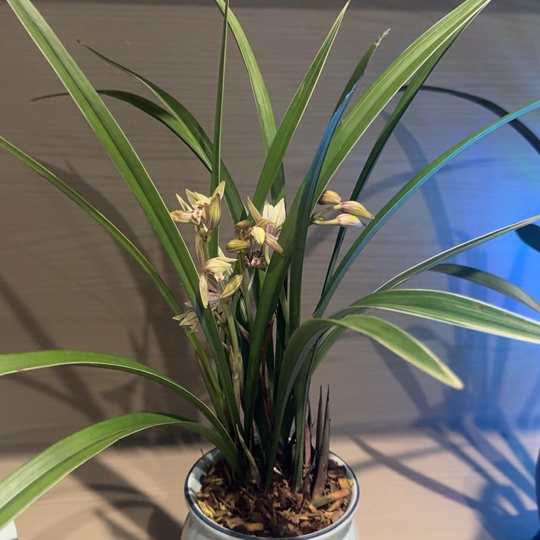 清🌬️风徐&来