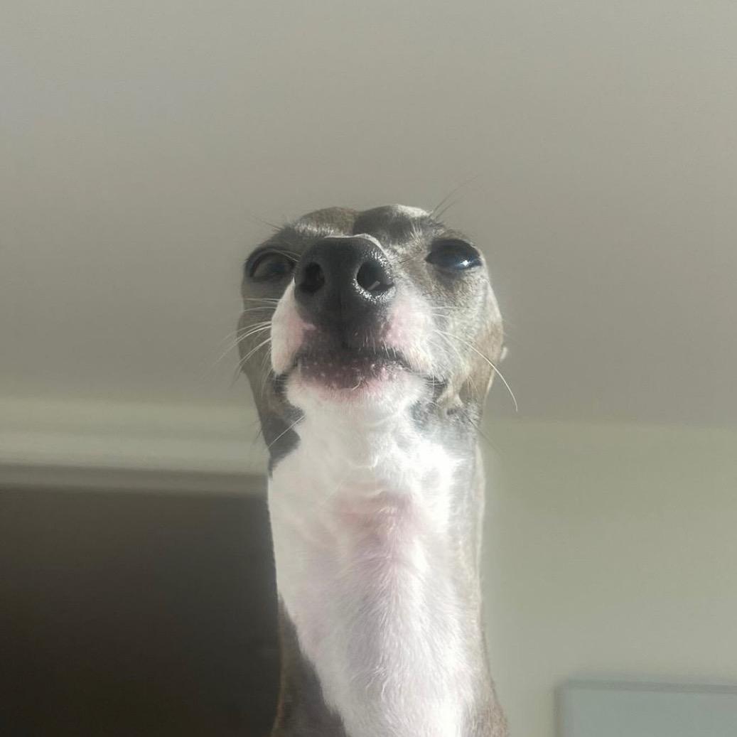 小茁茁