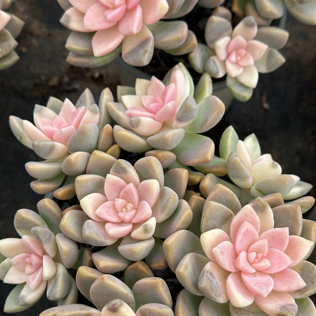 花朵儿花卉2号店
