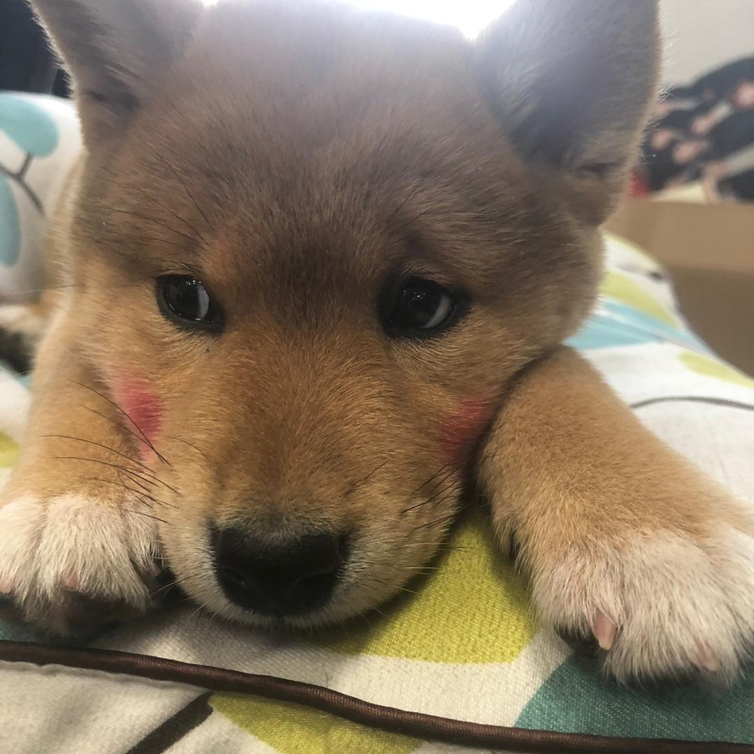 蒙奇D叉烧包