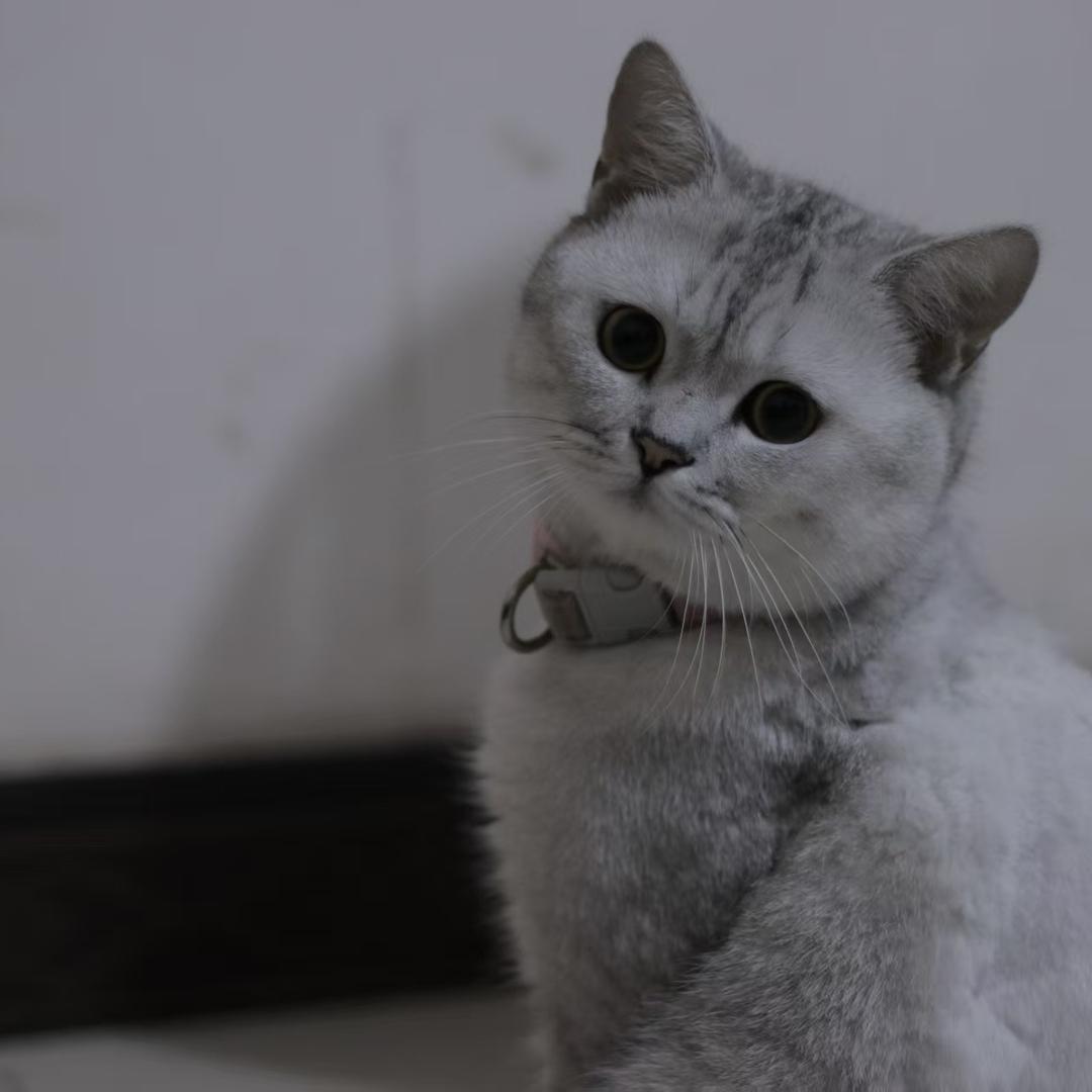 小胖兜📔