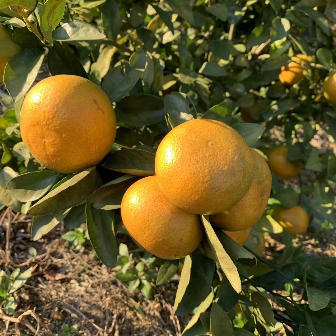 小橙子🍊优选