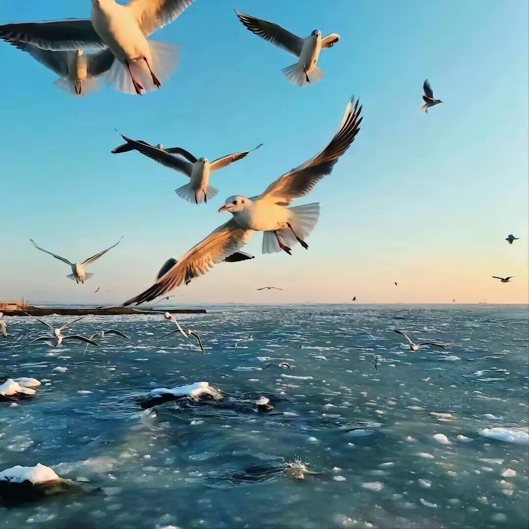 我像 风一样自由