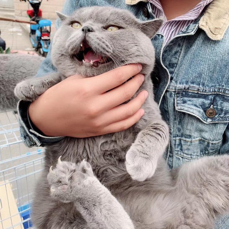 猫大户