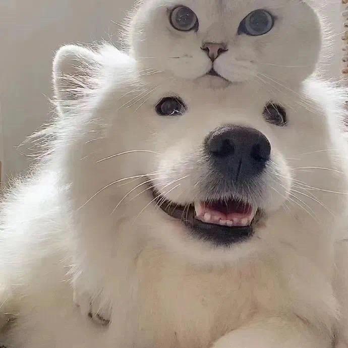 怀瑾握瑜。
