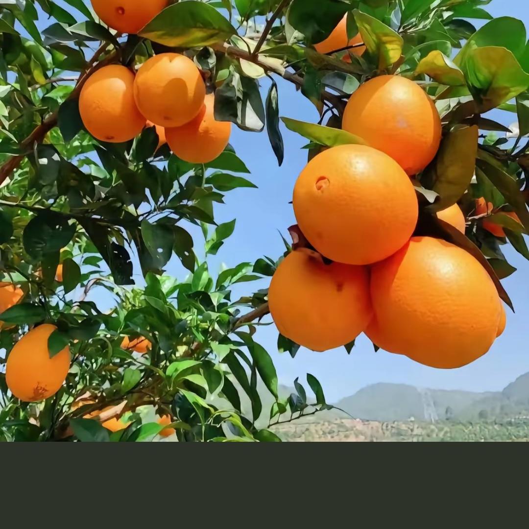 江西赣南脐橙