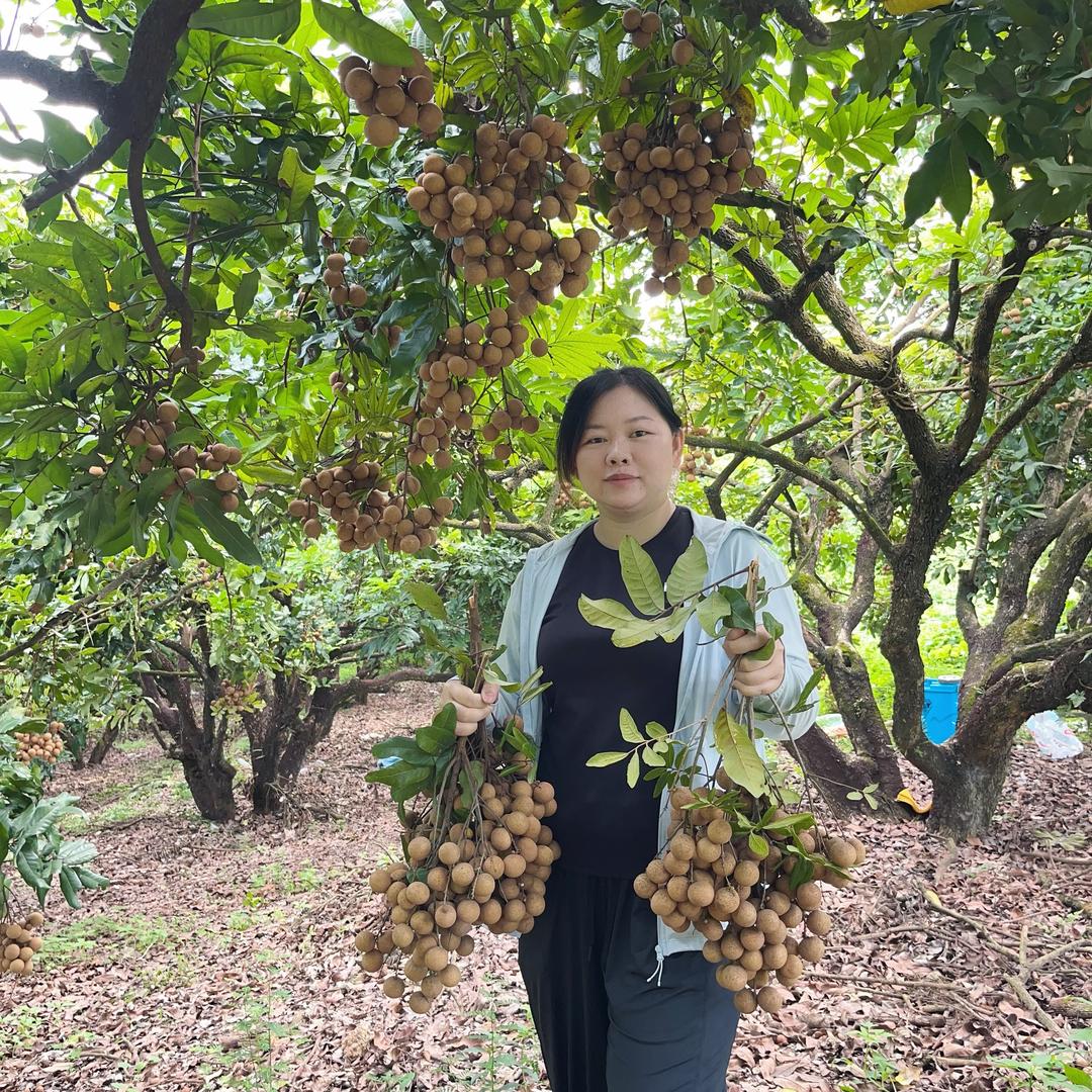桂圆熟了（同安凤梨穗）