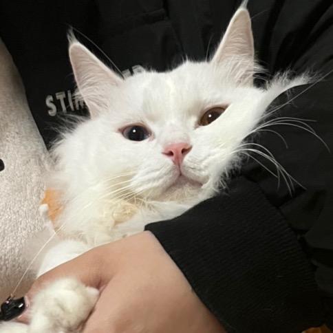 薇薇不辣鼠