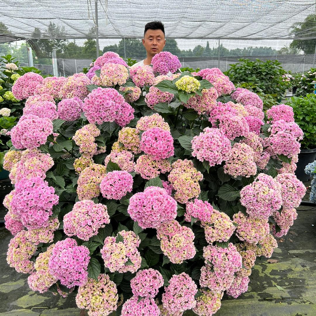 原野先生花园