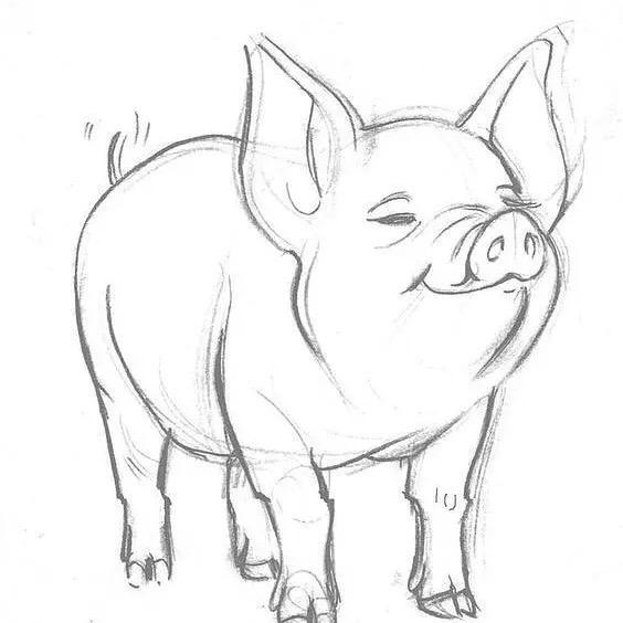 养猪学习班