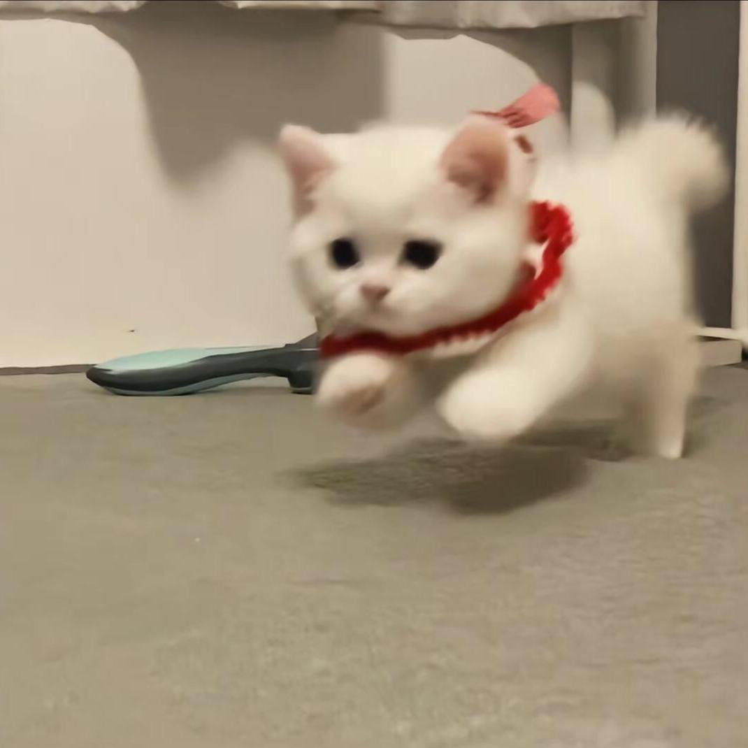 崽崽哦哟