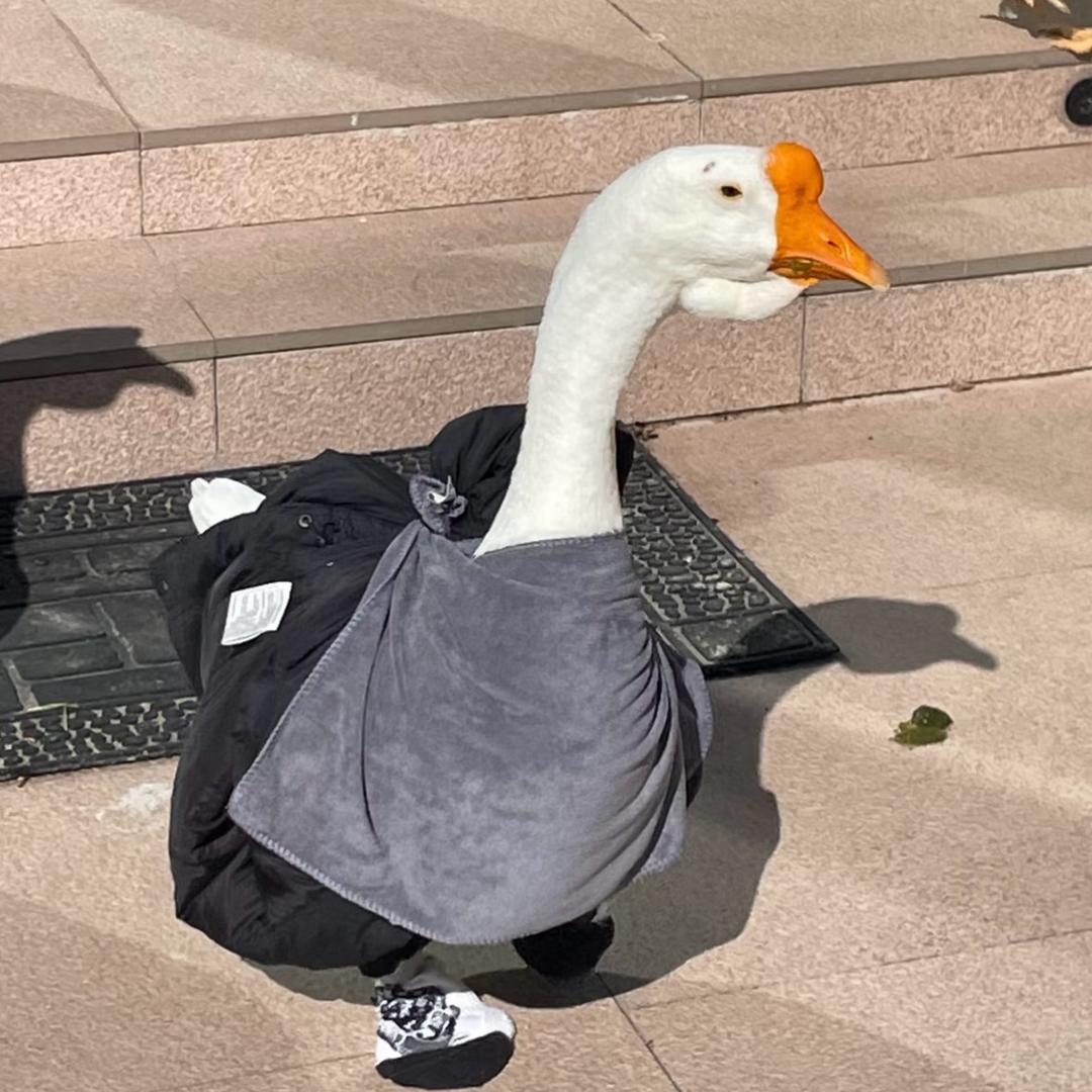 solo show轻奢羽绒服