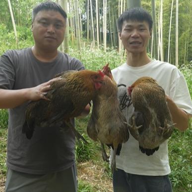小安家散养土鸡（传统养鸡人）