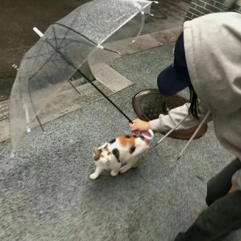天才小硕