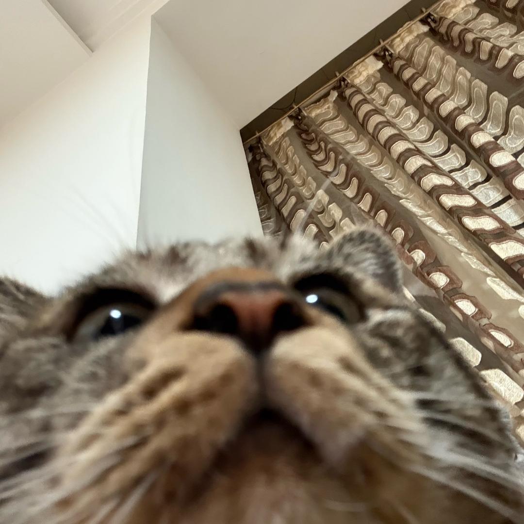 喵猫大王