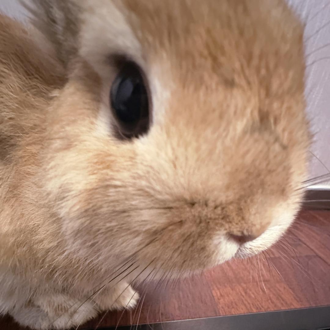 3ᴡʏᴜᴜ