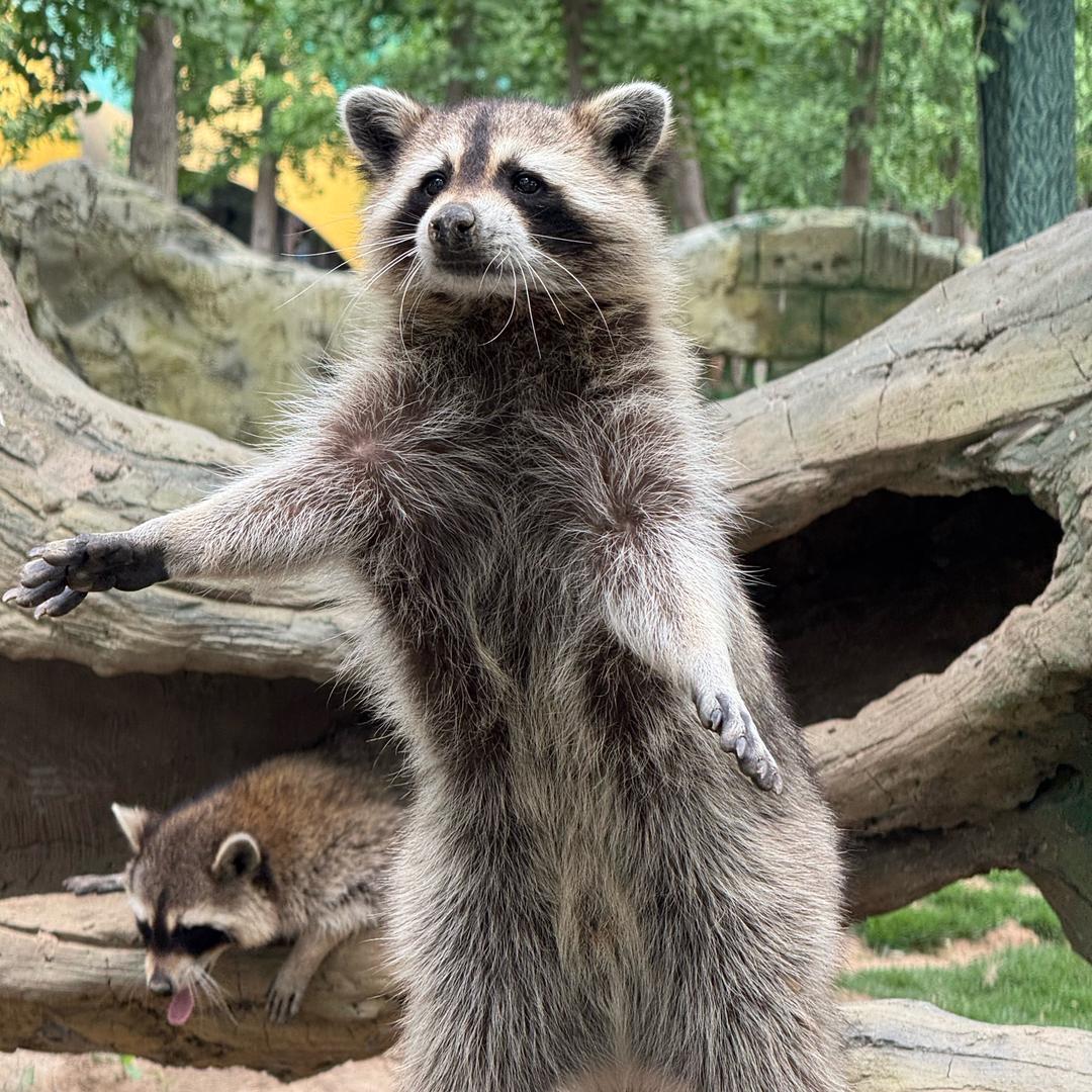 周口野生动物园“游玩指南”🦒