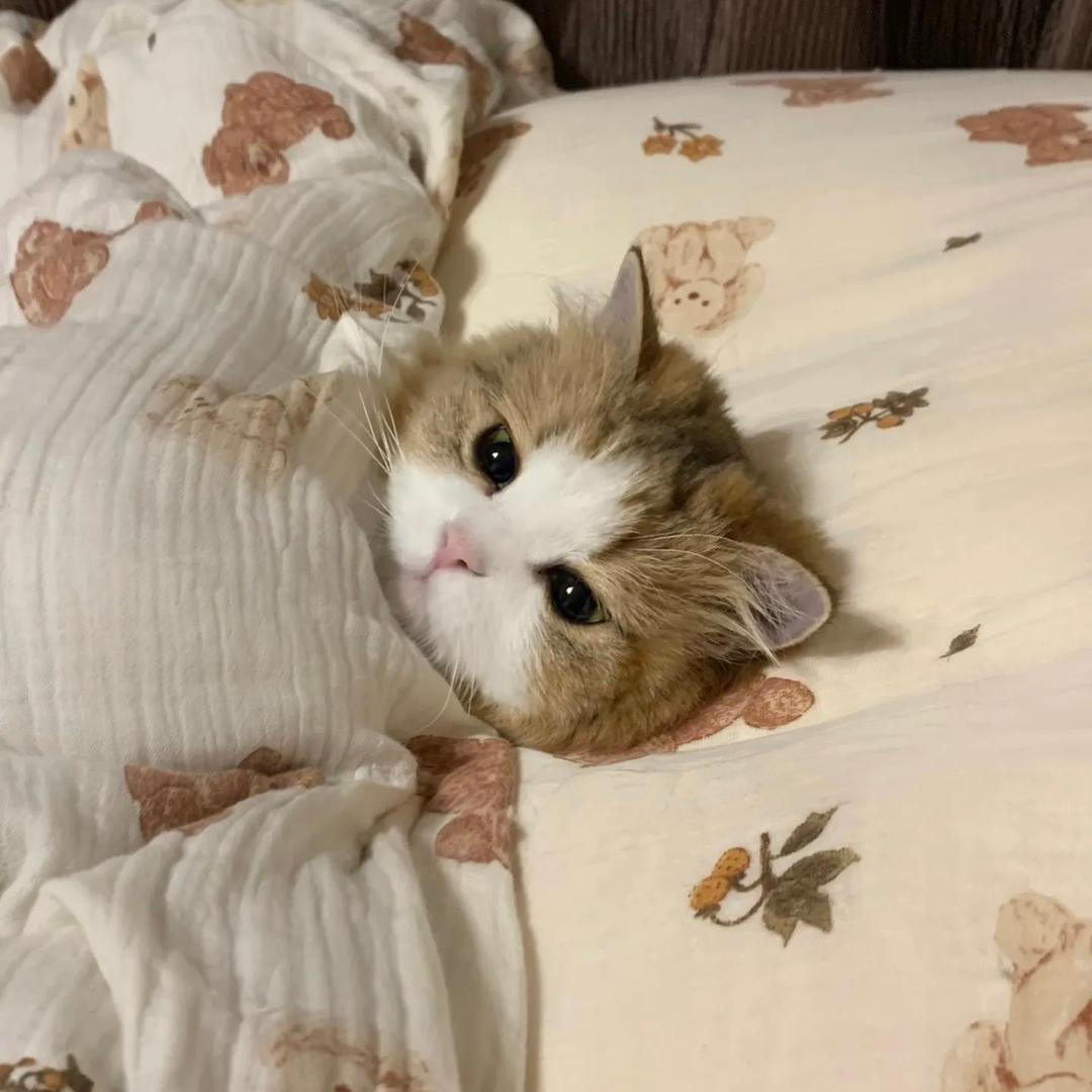 TuTu.