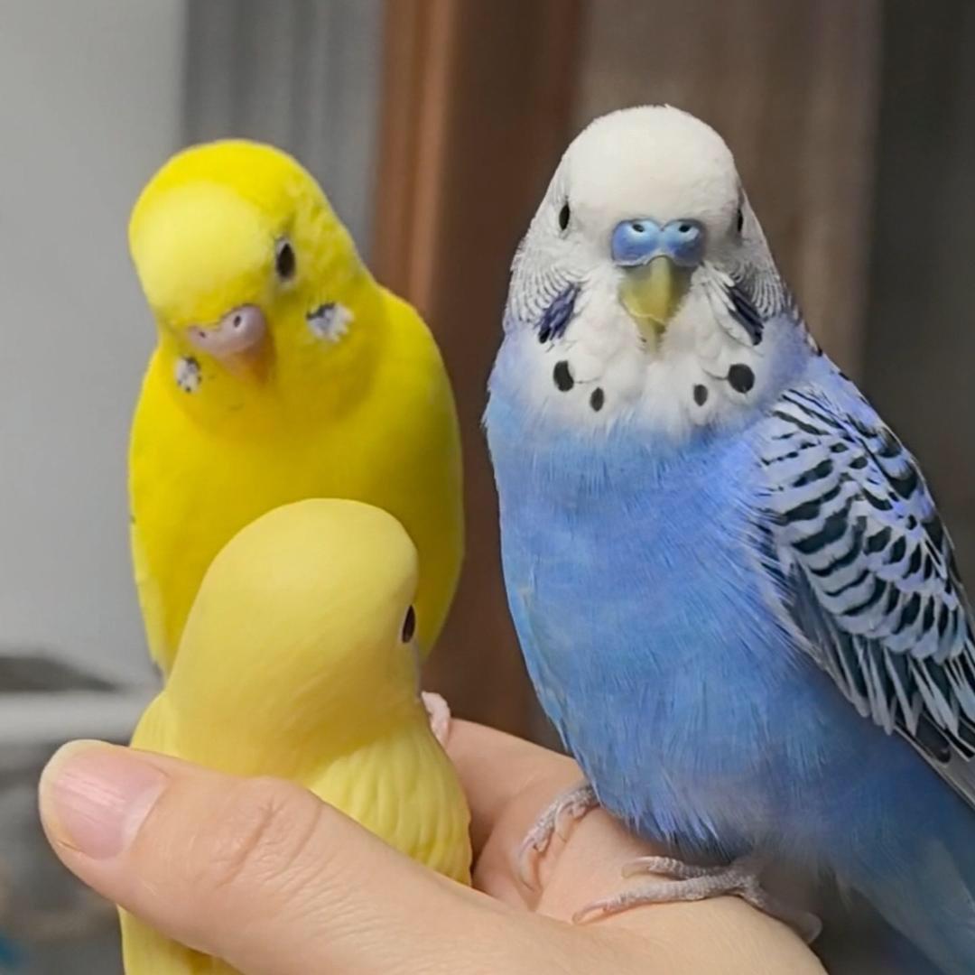 长沙小妹宠物鹦鹉