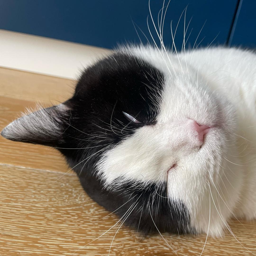 叉烧爱铲屎🐱🐶