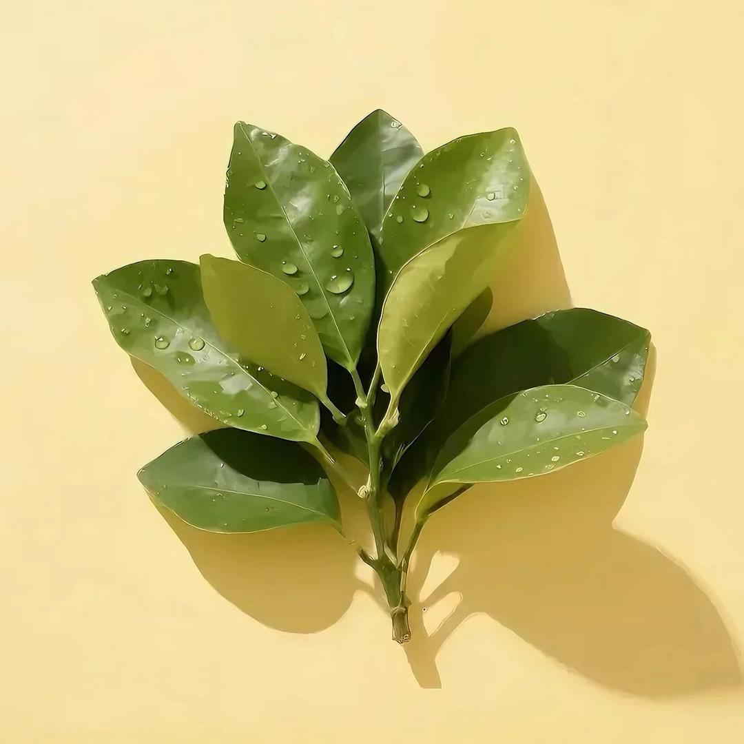 糊里糊涂的胡佳佳