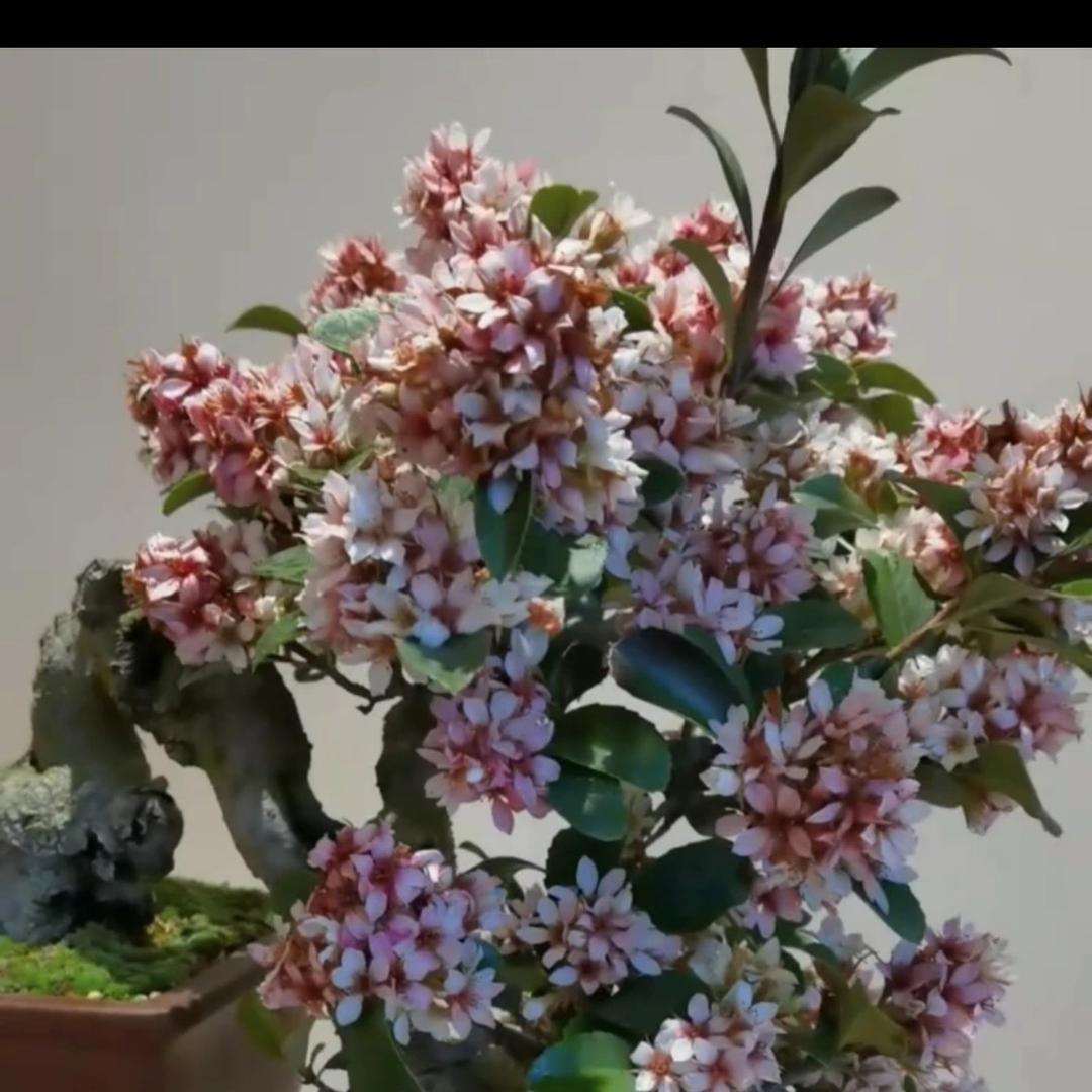山后花卉