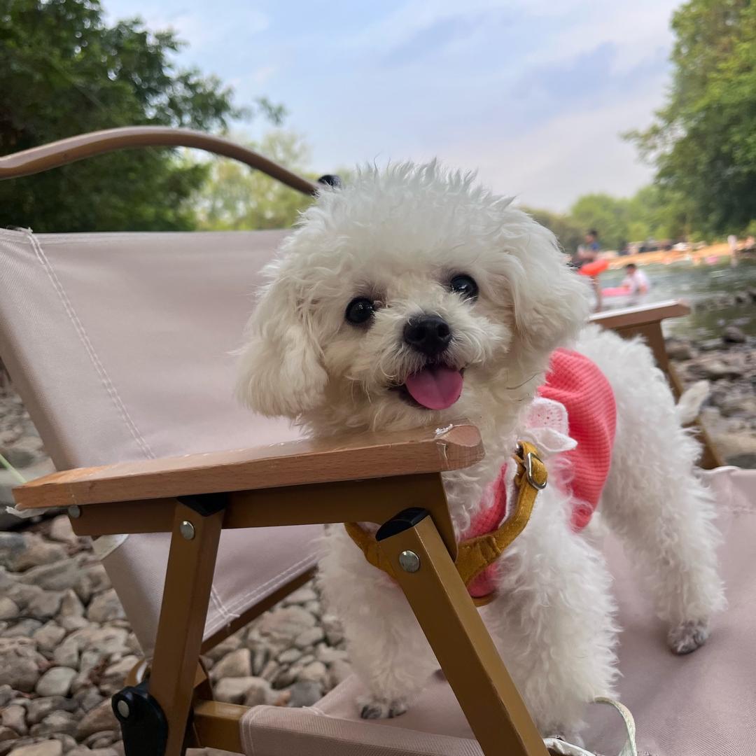 安琪拉是🐶