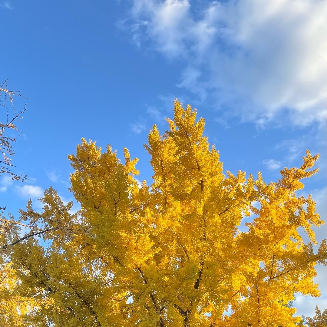🌈灯下草虫鸣🌈