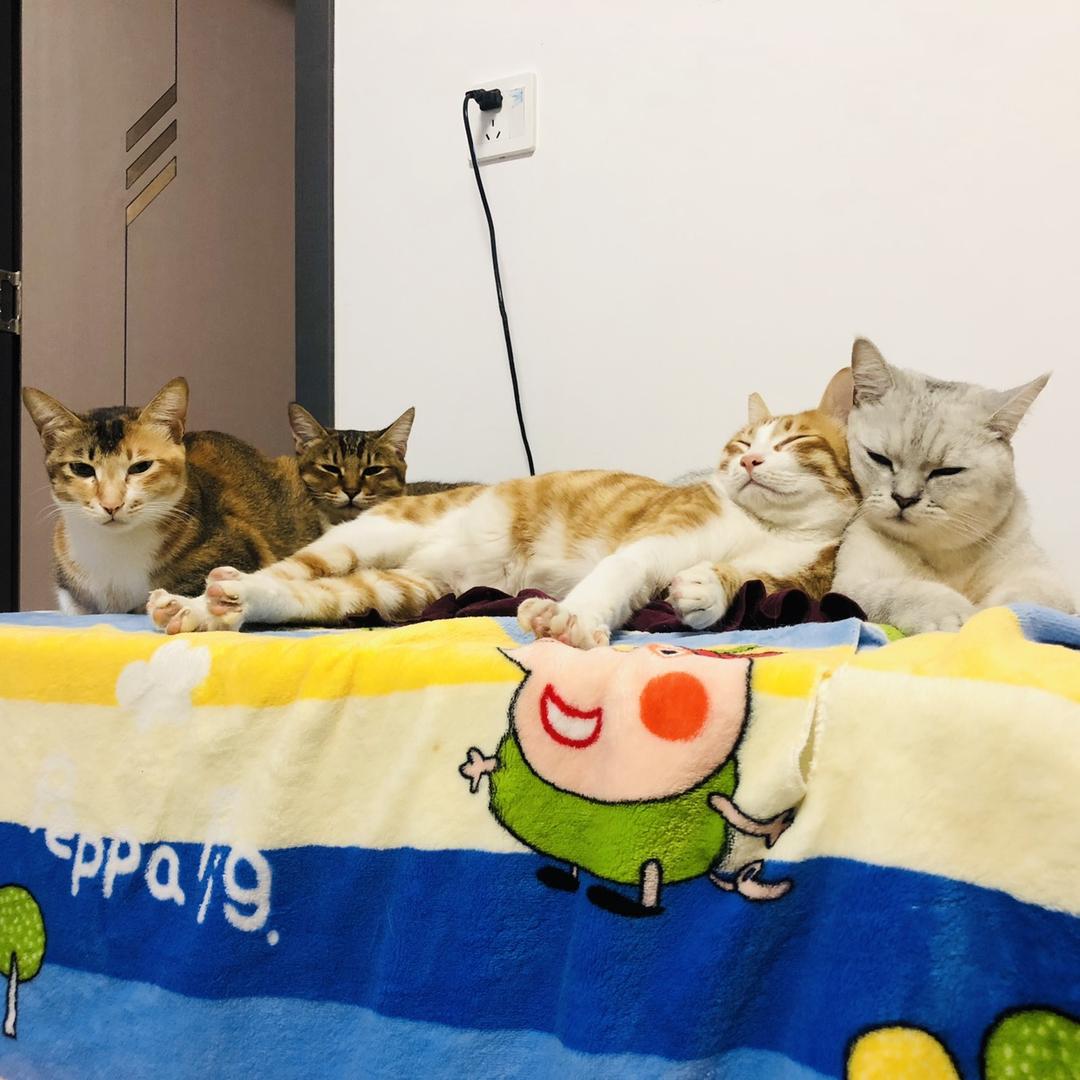 叶叶叶子和她的动物们