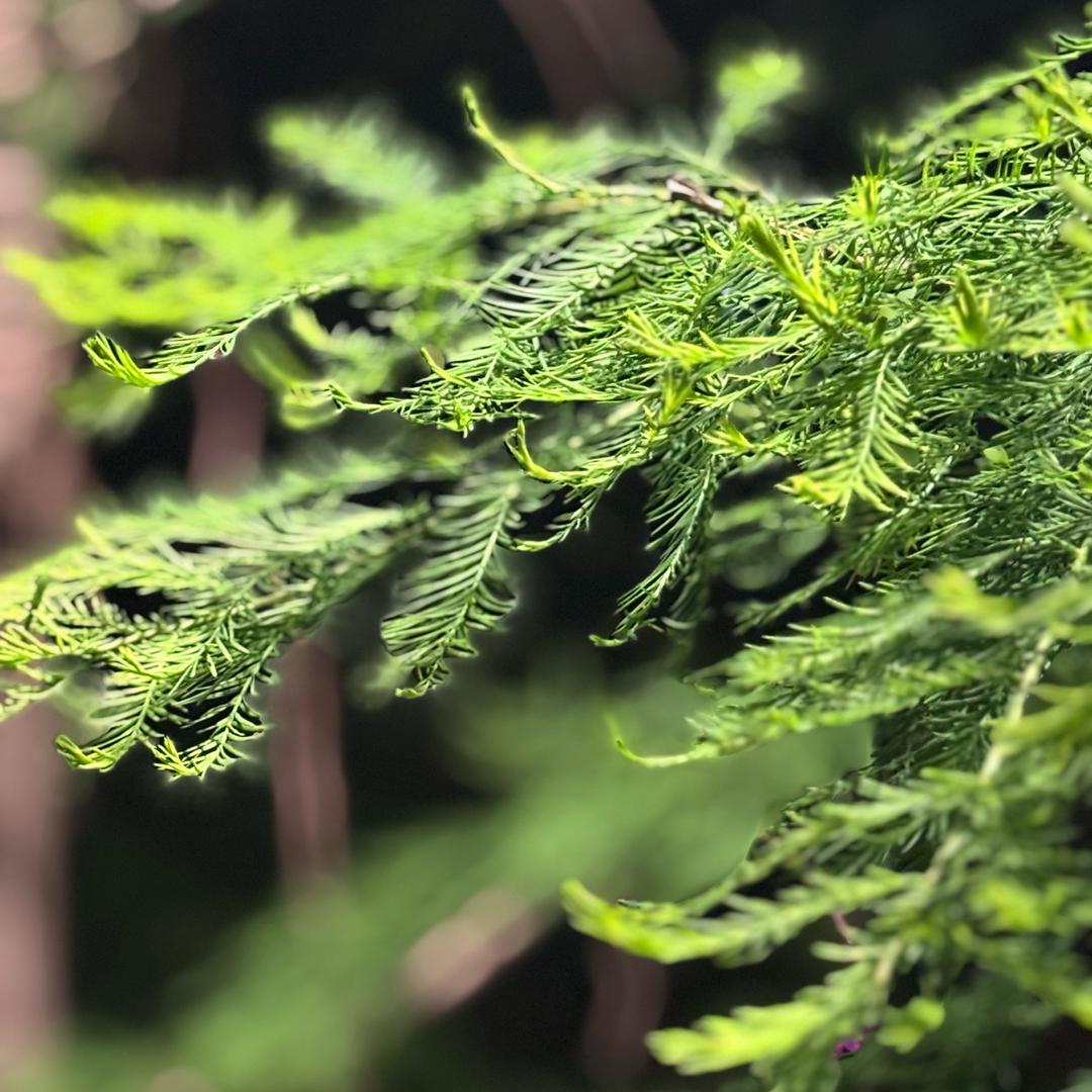 叛逆的中年少女