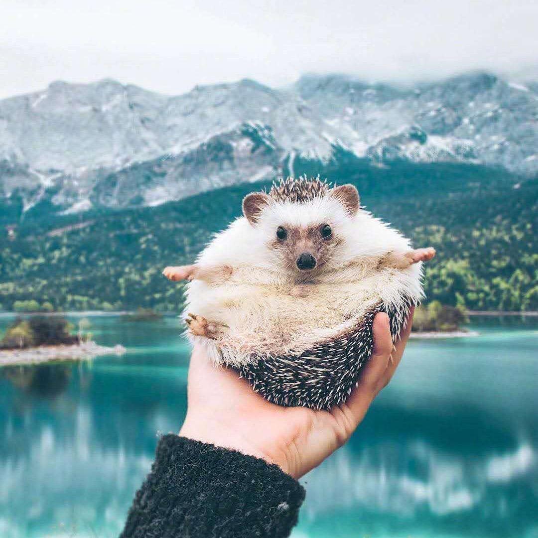 Ricardo李嘉图头像