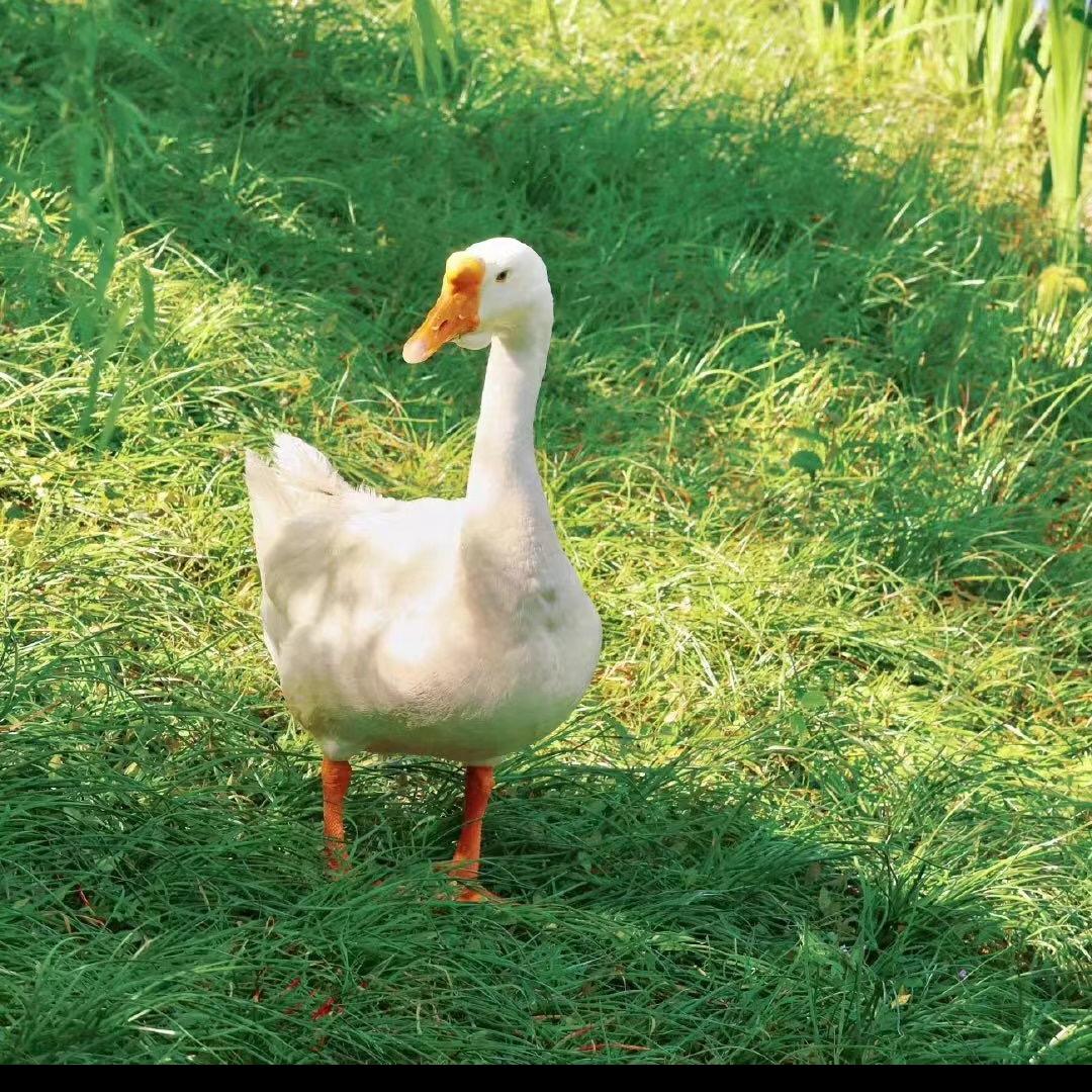 濑尾