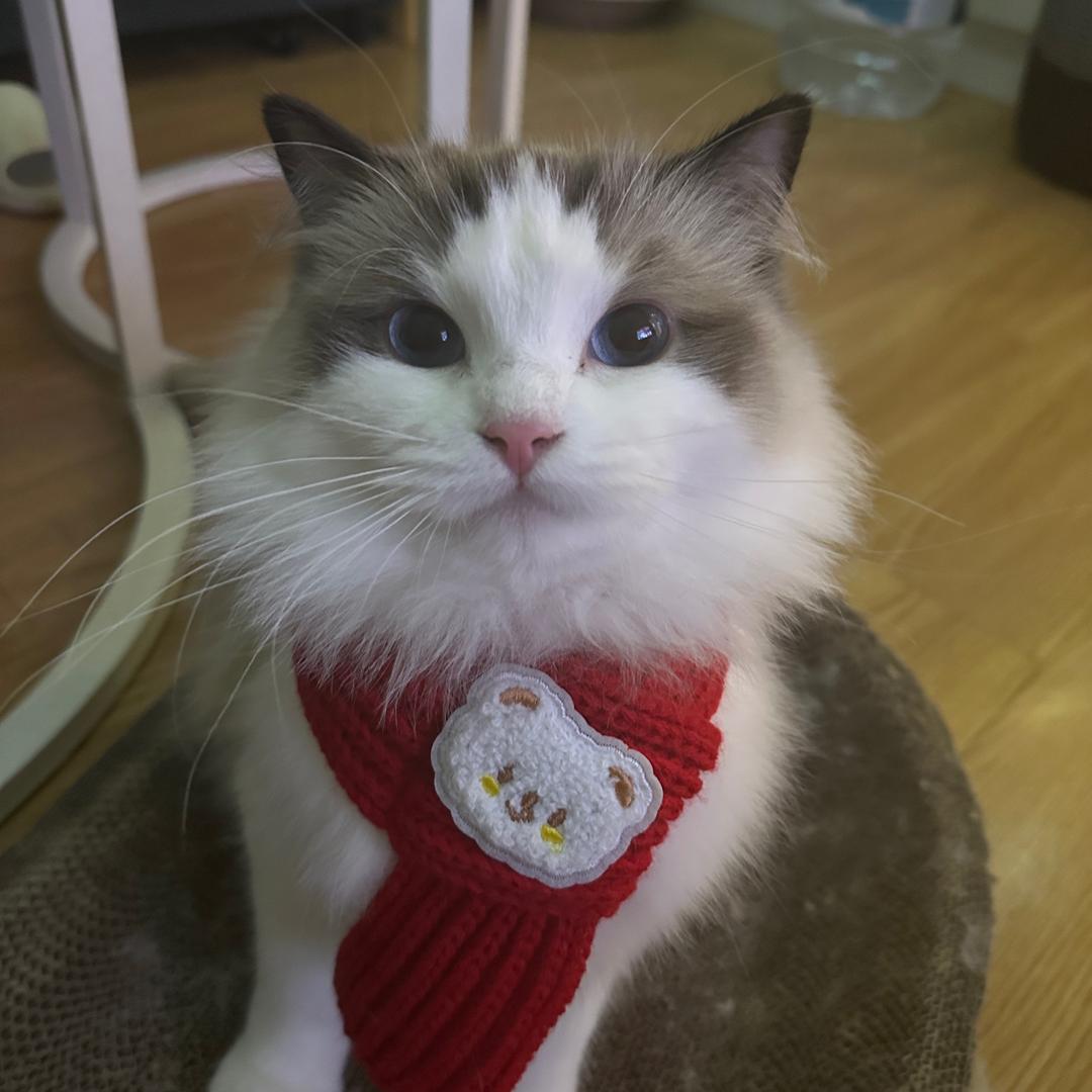 小猫日记