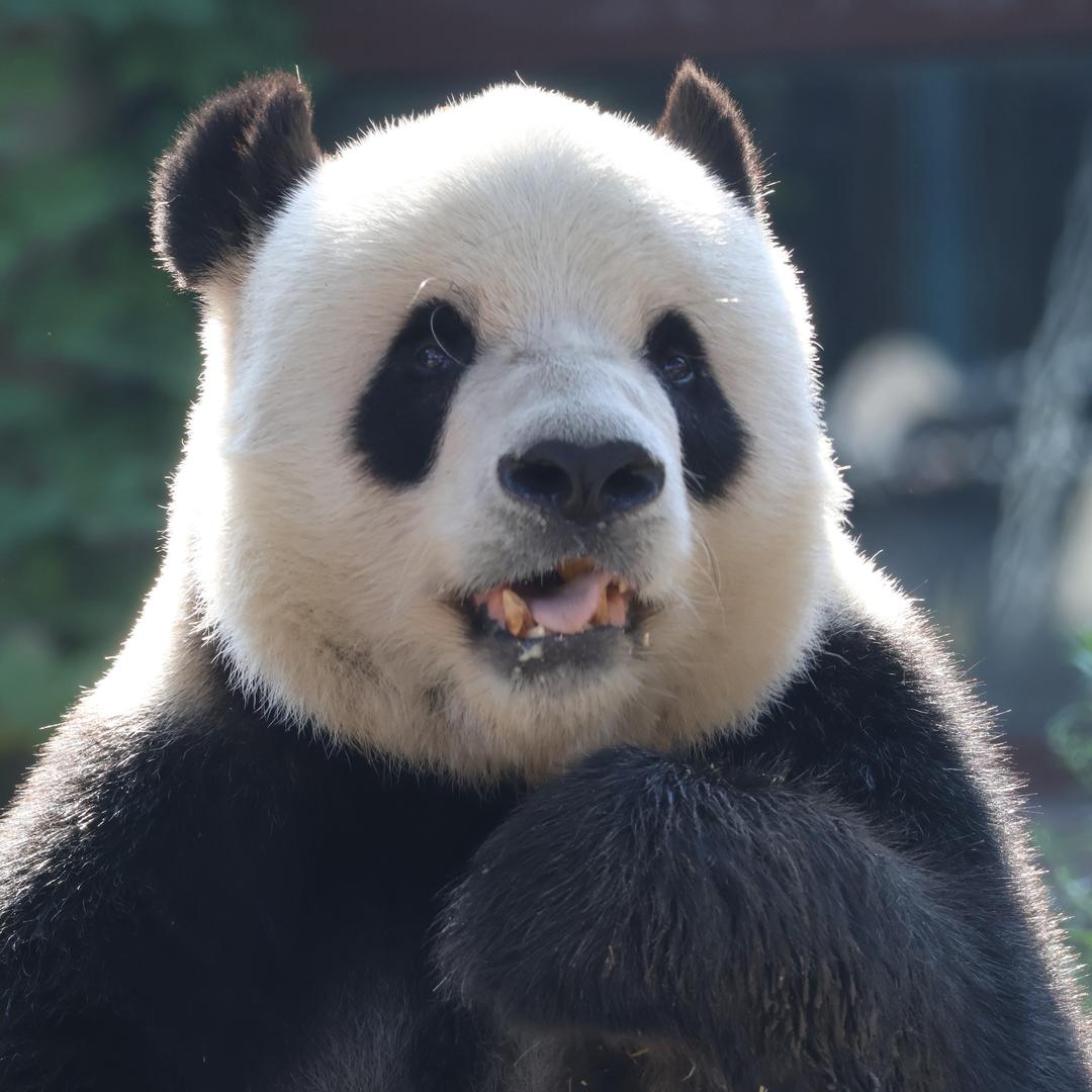欣欣熊猫乐园2号