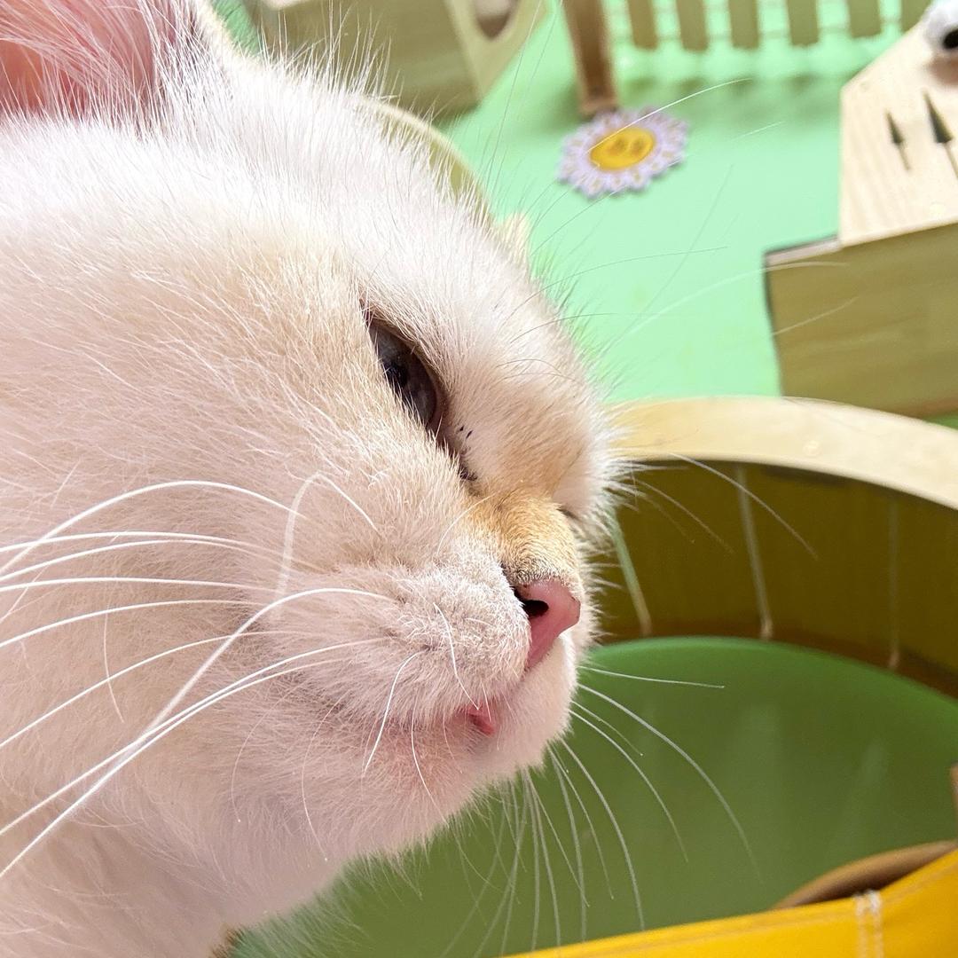 修猫🐱coco