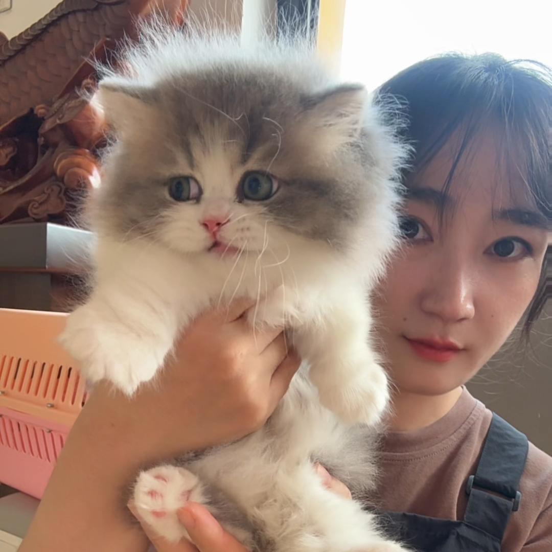 欢姐家的长毛猫