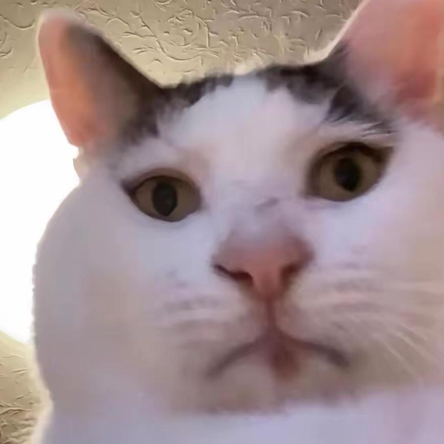 短发那只猫@抖音