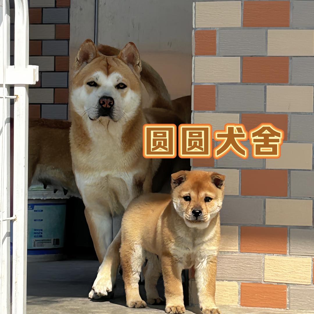 圆圆的旺财队