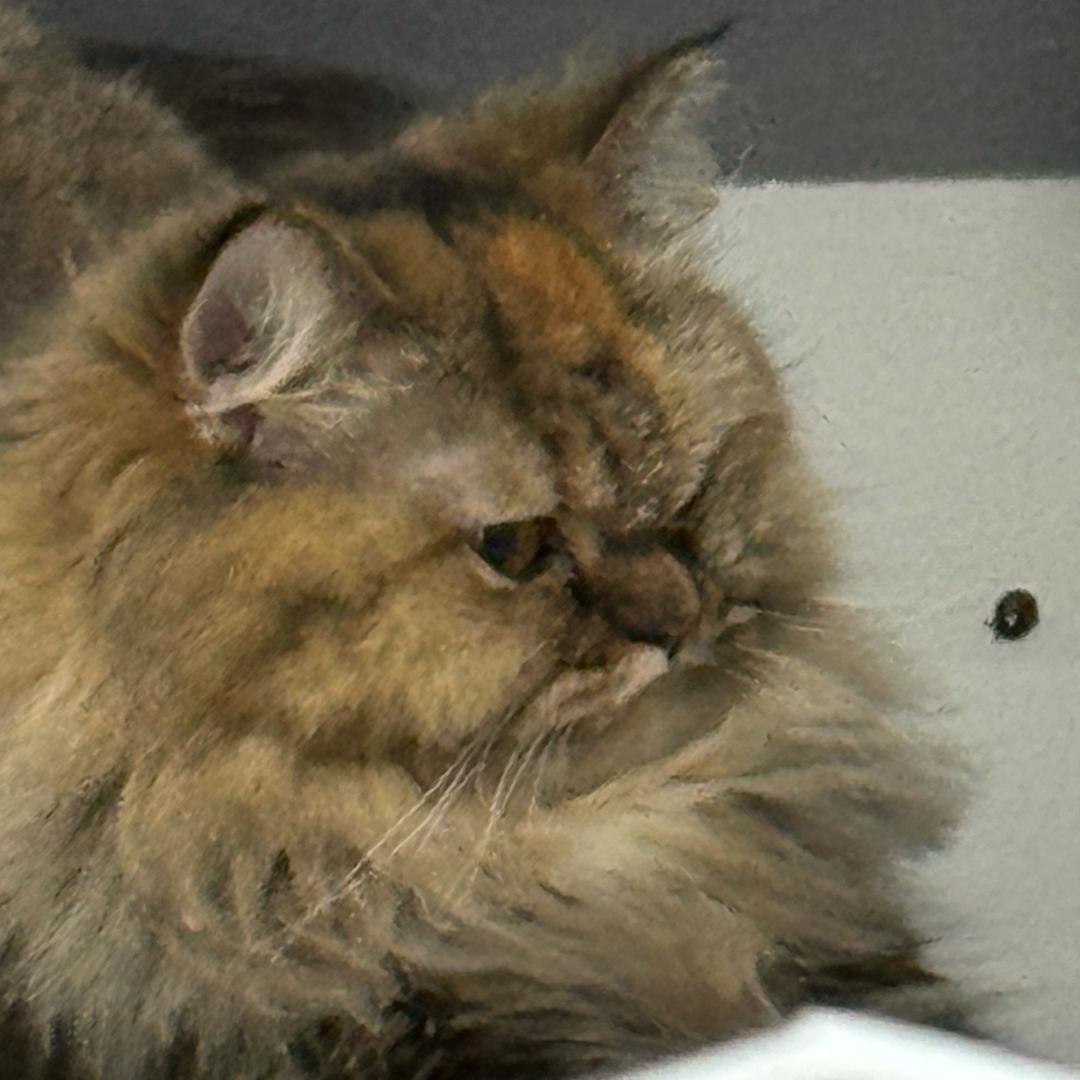 泰国啊洋🇹🇭