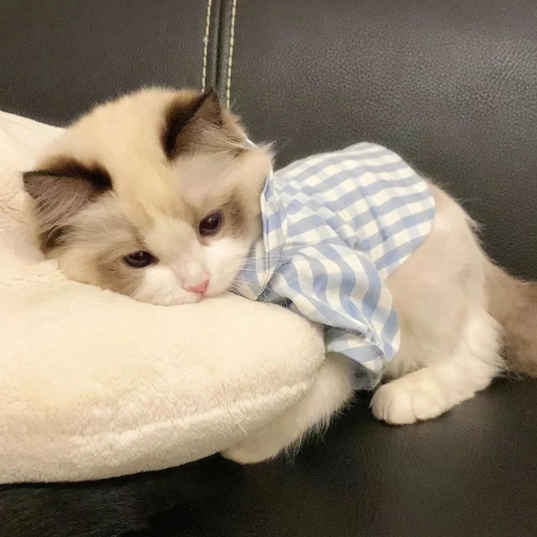 做你的猫