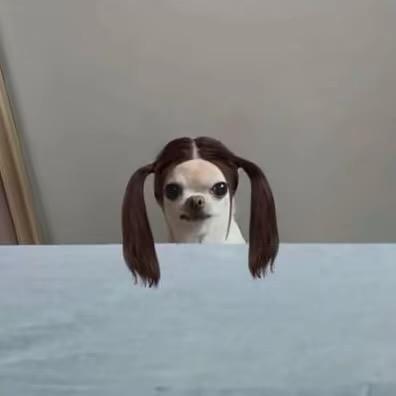 吟栀槐